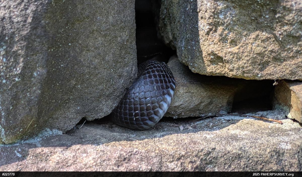 Eastern Ratsnake