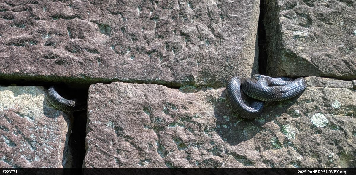 Eastern Ratsnake