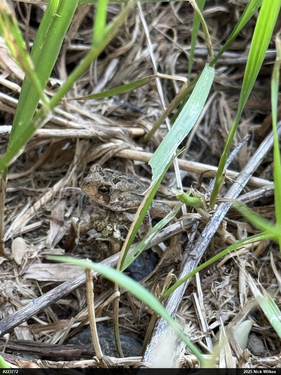Eastern American Toad
