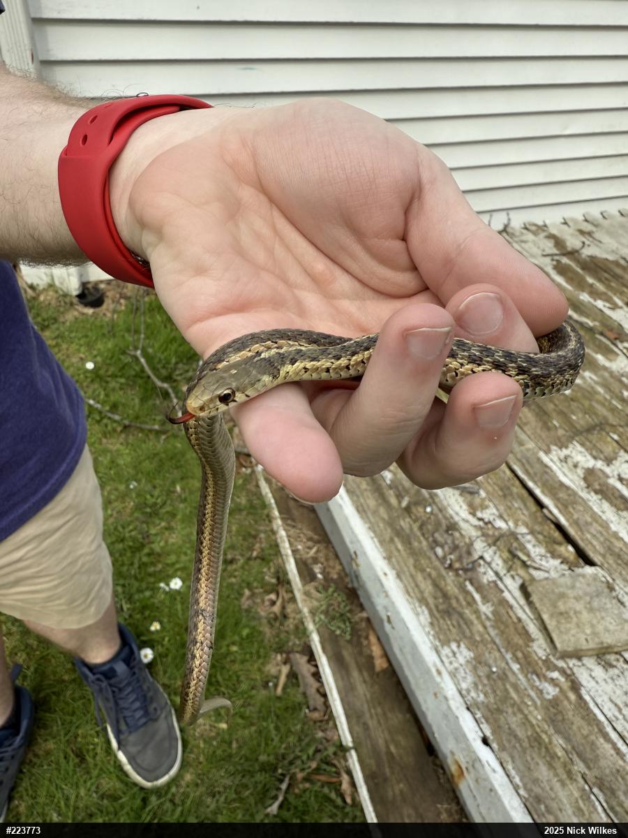Eastern Gartersnake