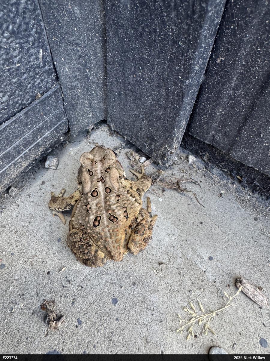 Eastern American Toad