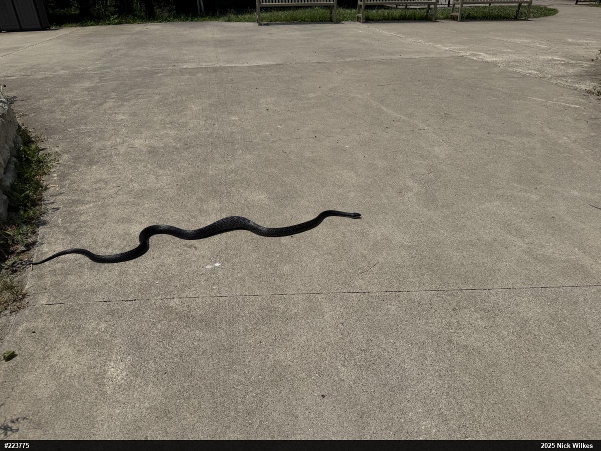 Eastern Ratsnake