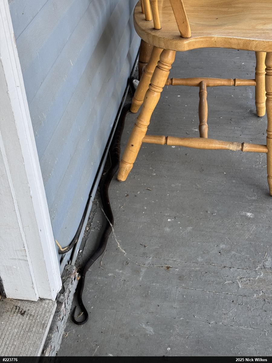 Eastern Ratsnake