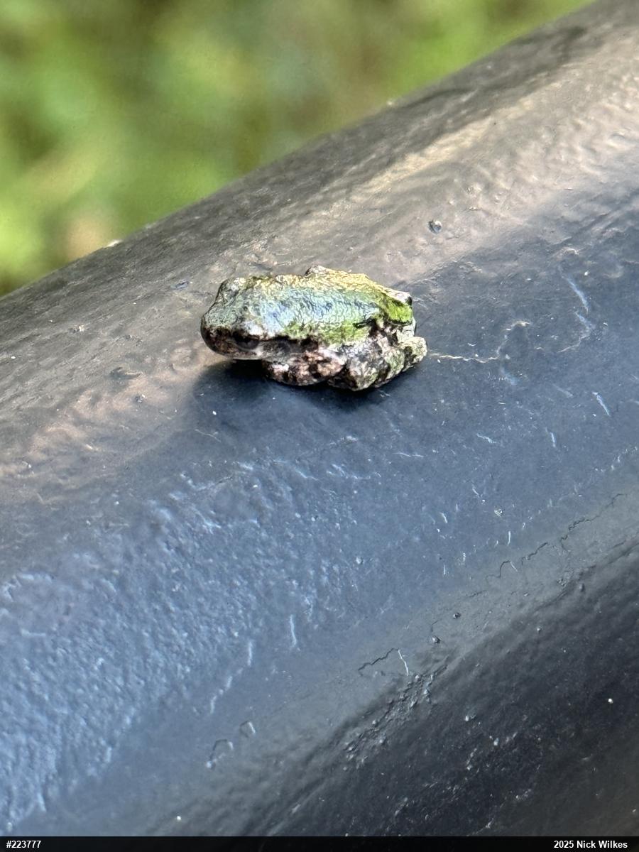 Unknown Gray Treefrog