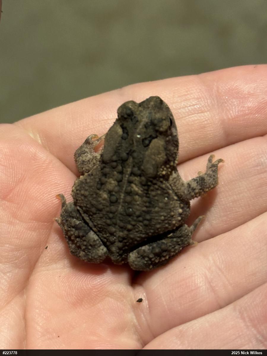 Eastern American Toad