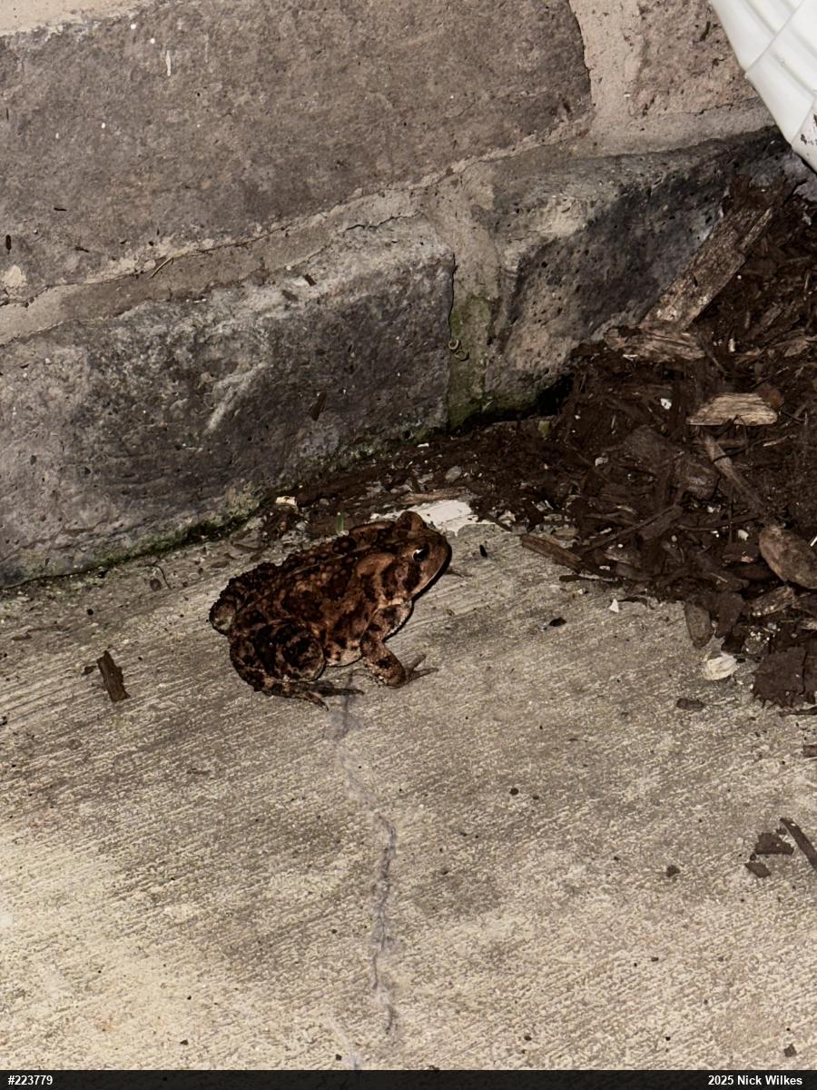Eastern American Toad