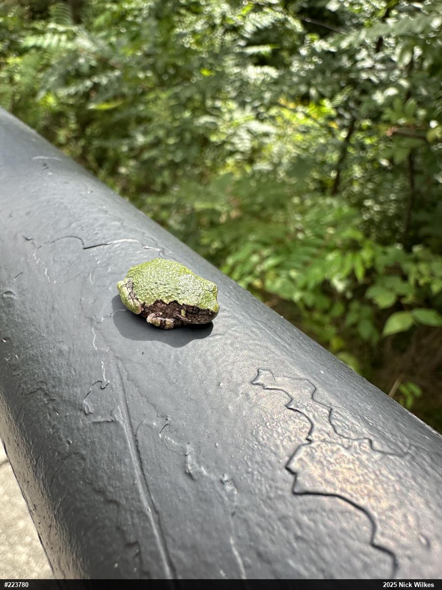 Unknown Gray Treefrog