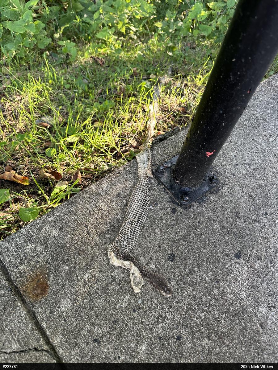 Eastern Ratsnake