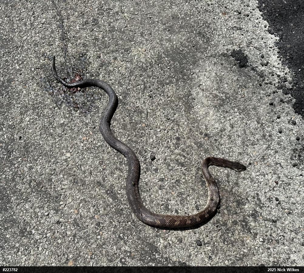 Eastern Ratsnake