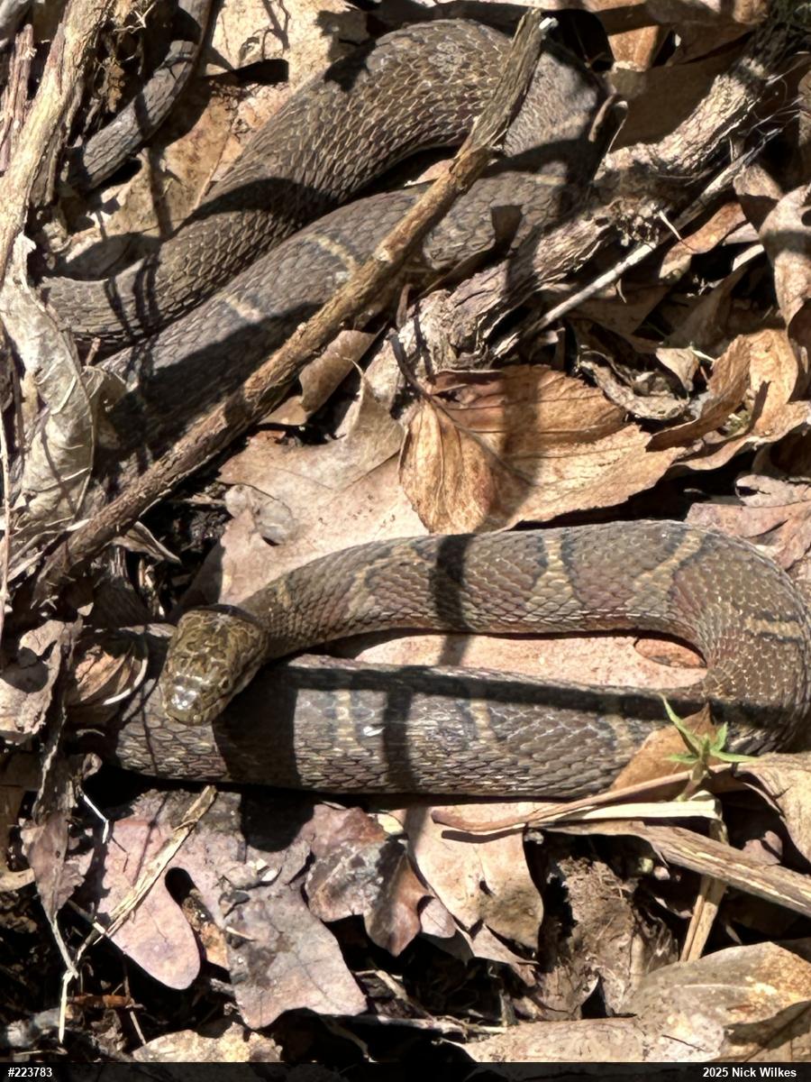 Northern Watersnake