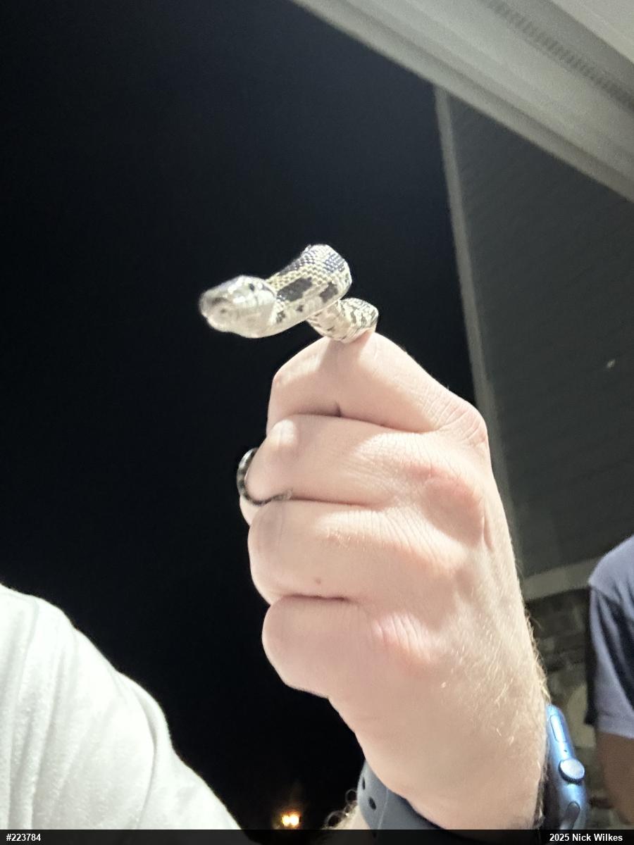 Eastern Ratsnake