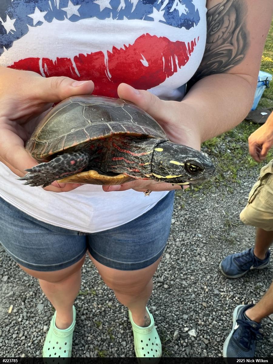 Painted Turtle