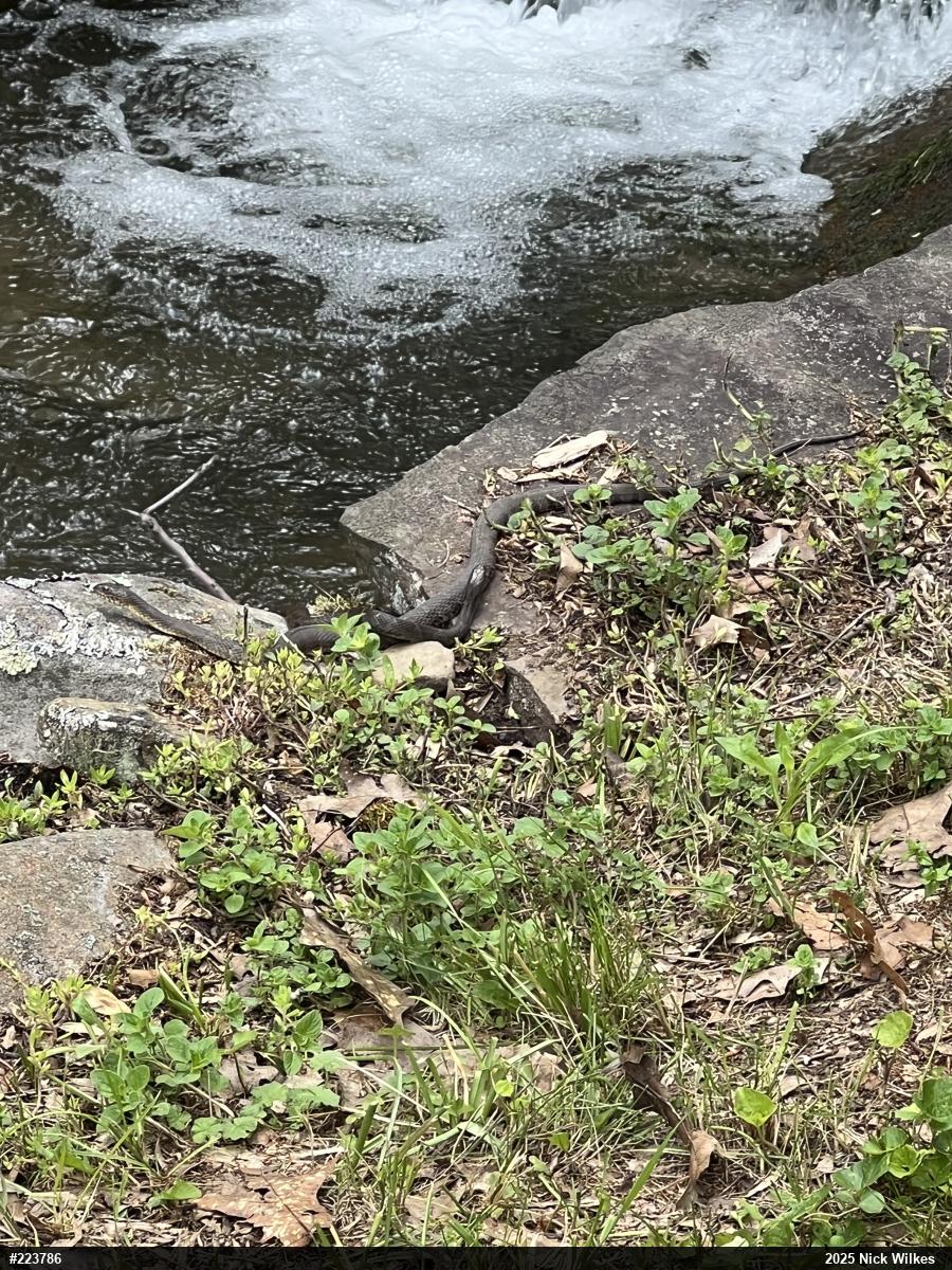 Northern Watersnake