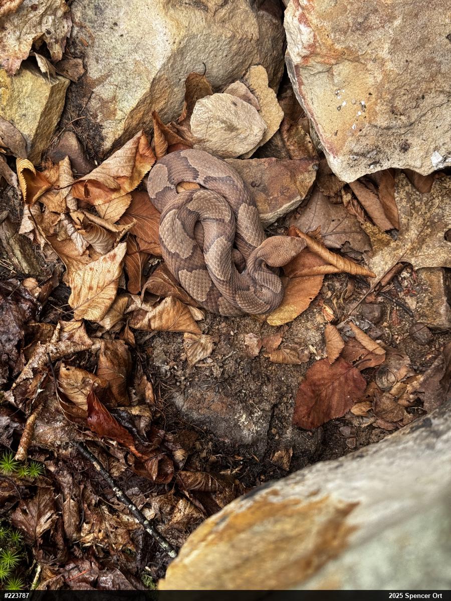 Northern Copperhead