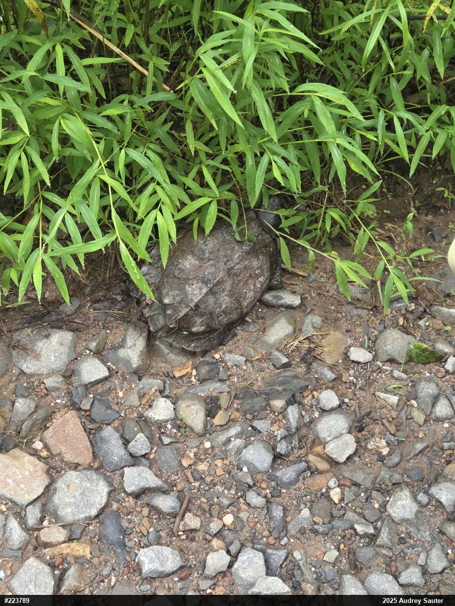 Wood Turtle