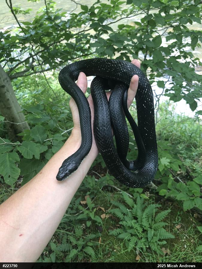 Eastern Ratsnake