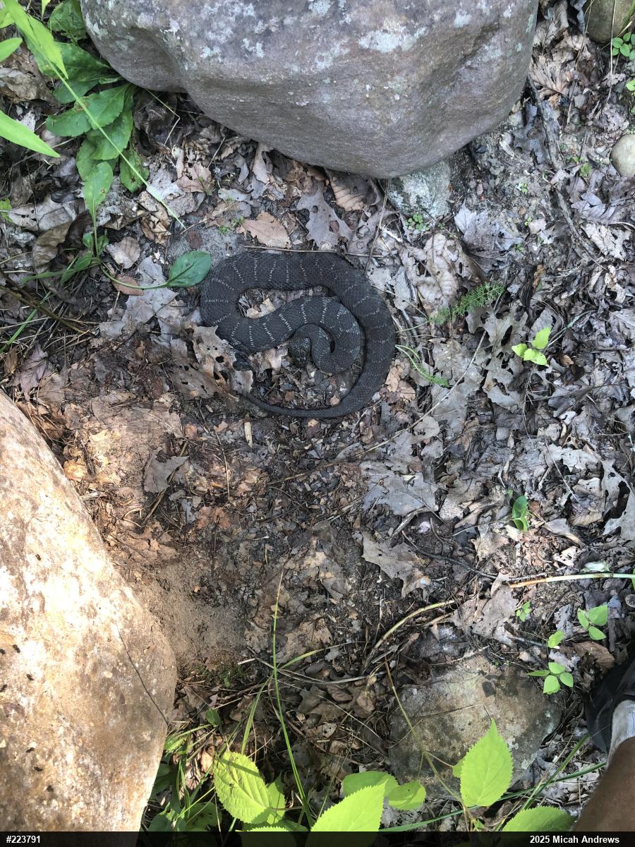 Northern Watersnake