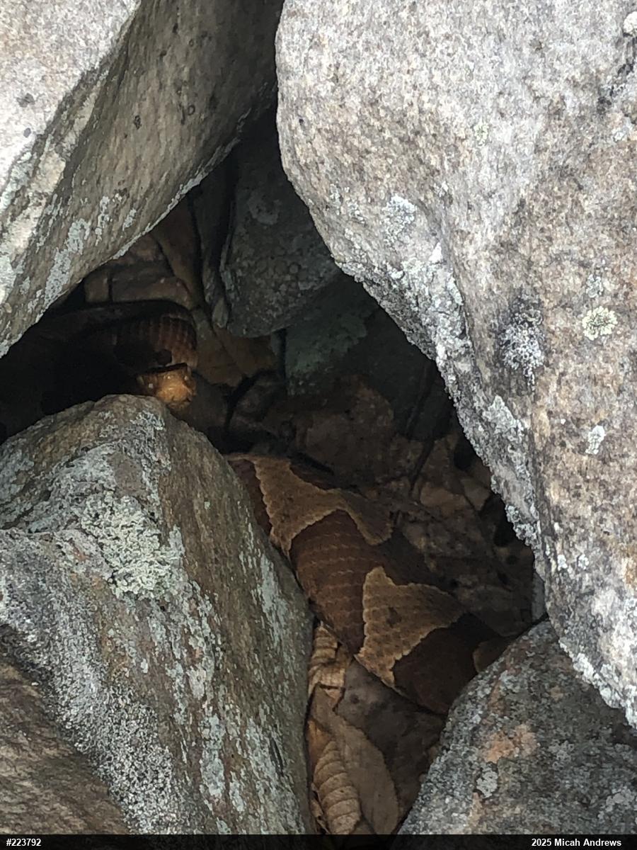 Northern Copperhead