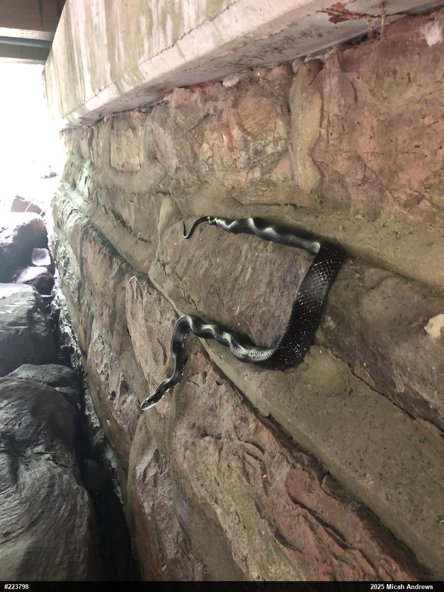 Eastern Ratsnake