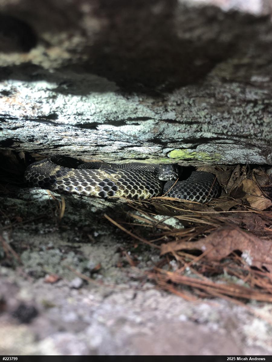 Timber Rattlesnake