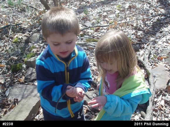 Northern Ring-necked Snake
