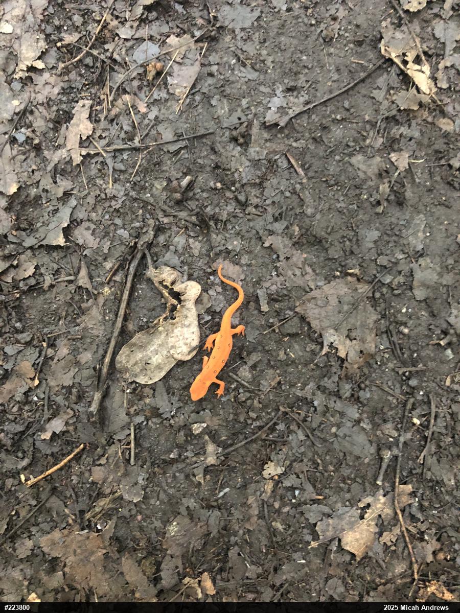 Red-spotted Newt