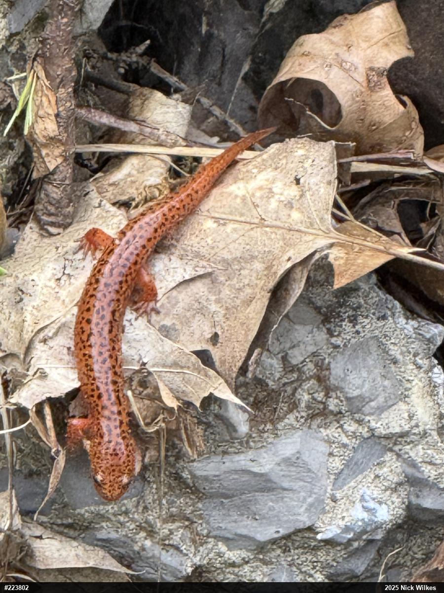 Northern Red Salamander