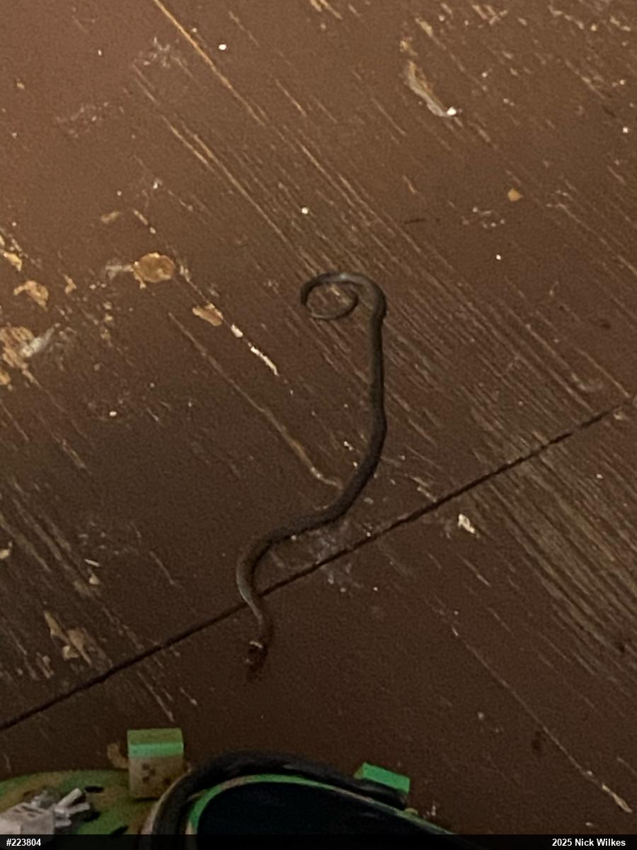 Northern Ring-necked Snake