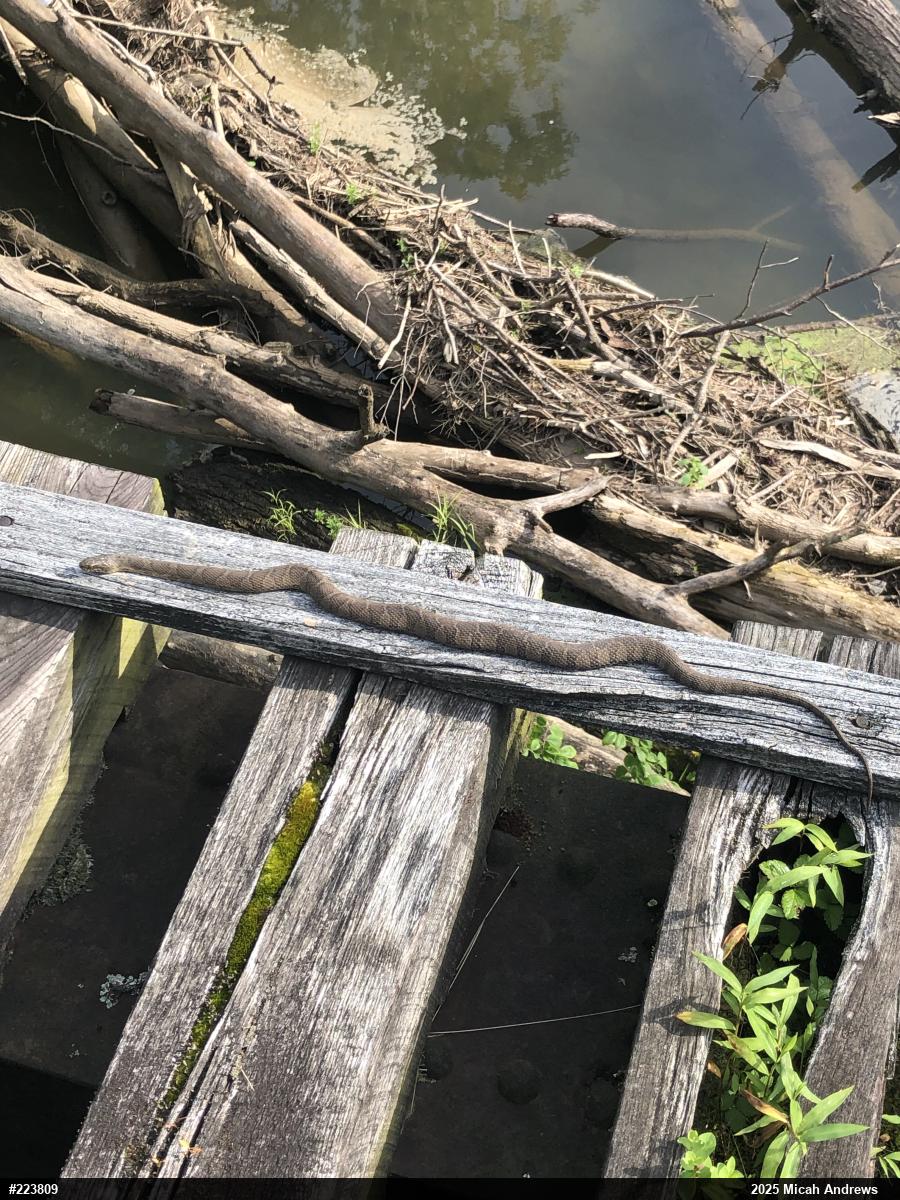 Northern Watersnake