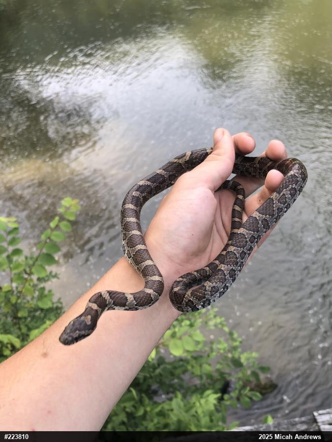 Eastern Milksnake