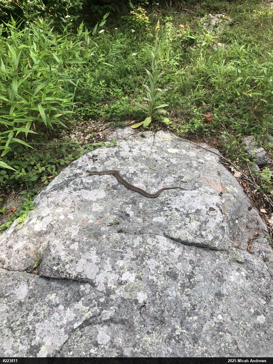 Northern Watersnake