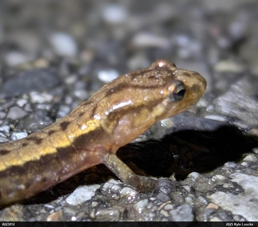 Allegheny Mountain Dusky Salamander