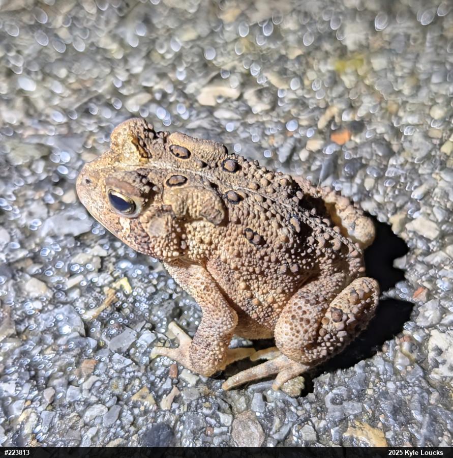 Eastern American Toad