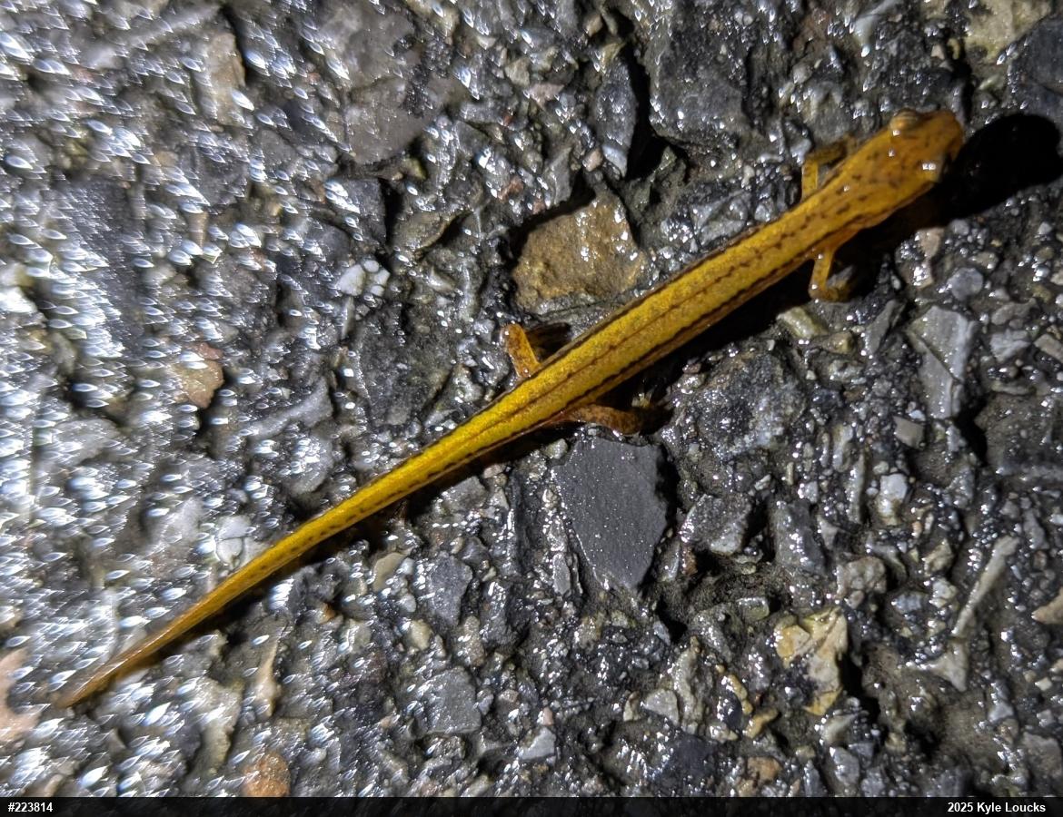 Northern Two-lined Salamander