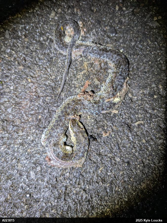 Eastern Gartersnake