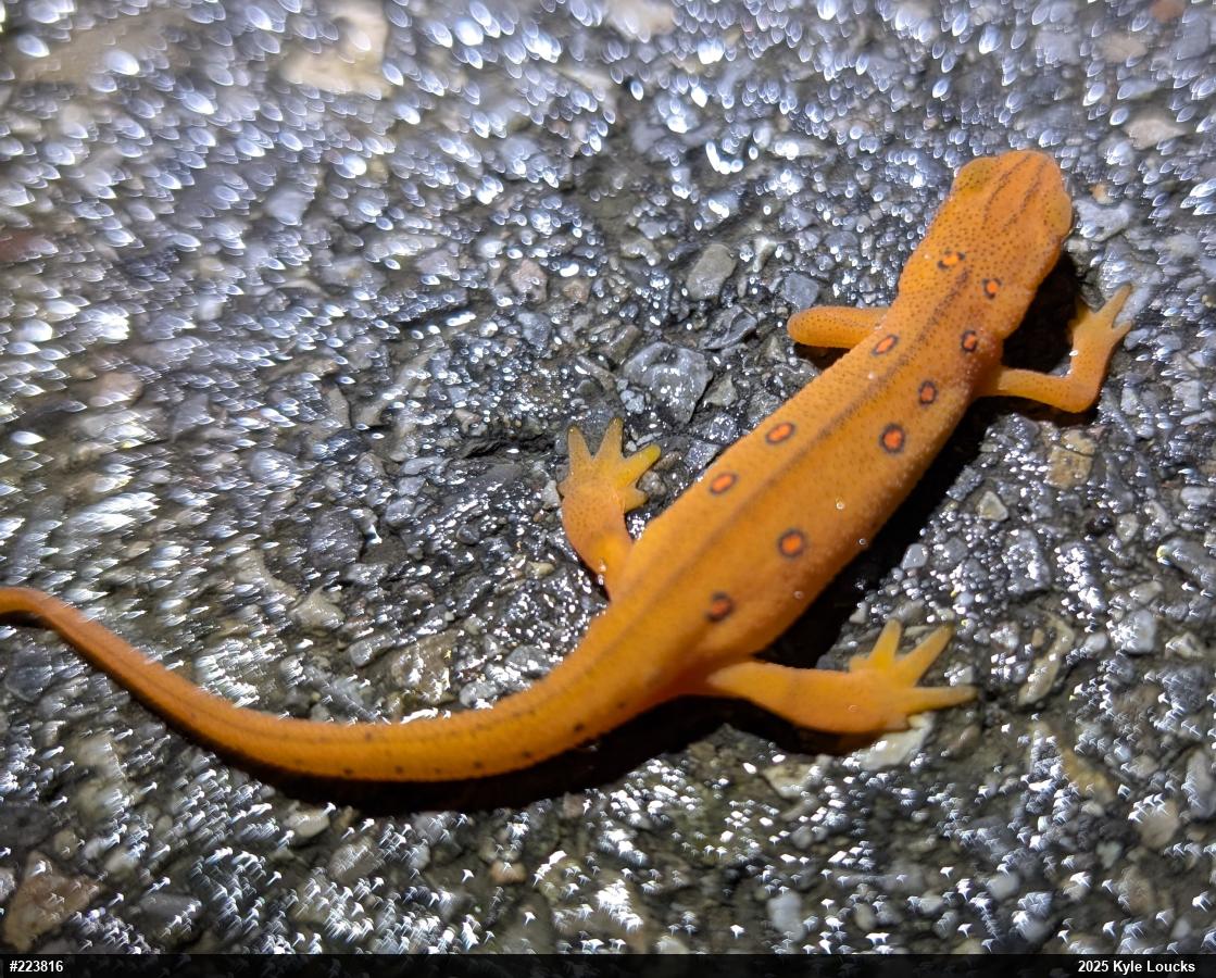 Red-spotted Newt