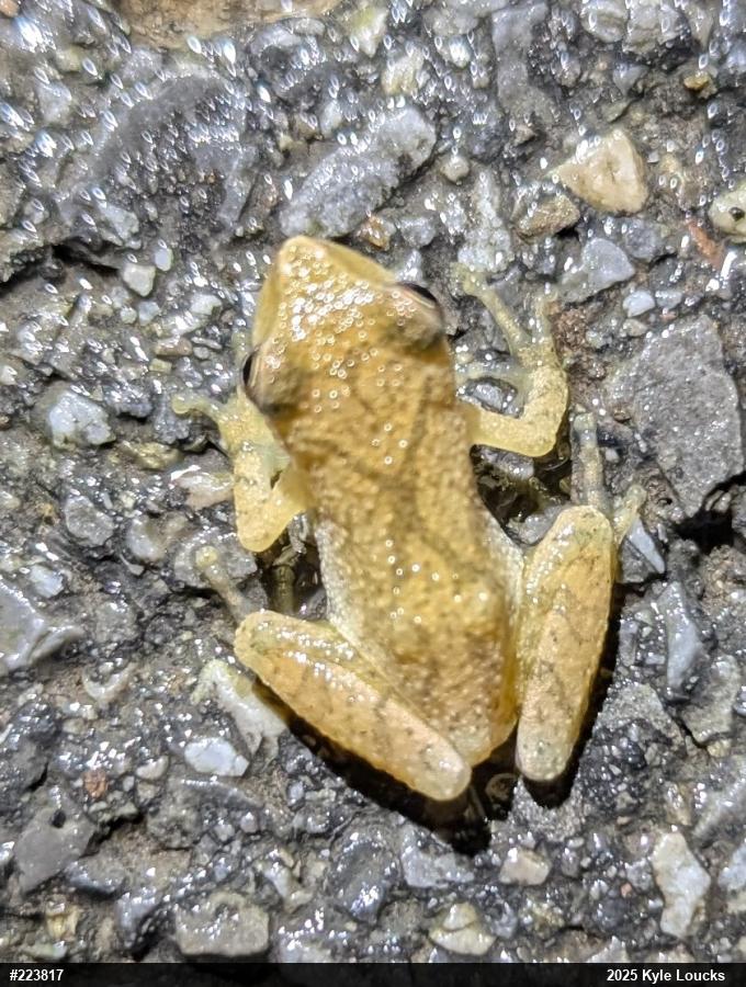 Spring Peeper