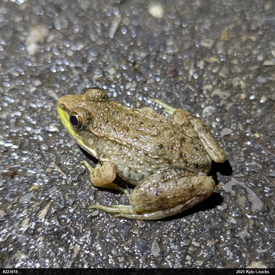 Green Frog