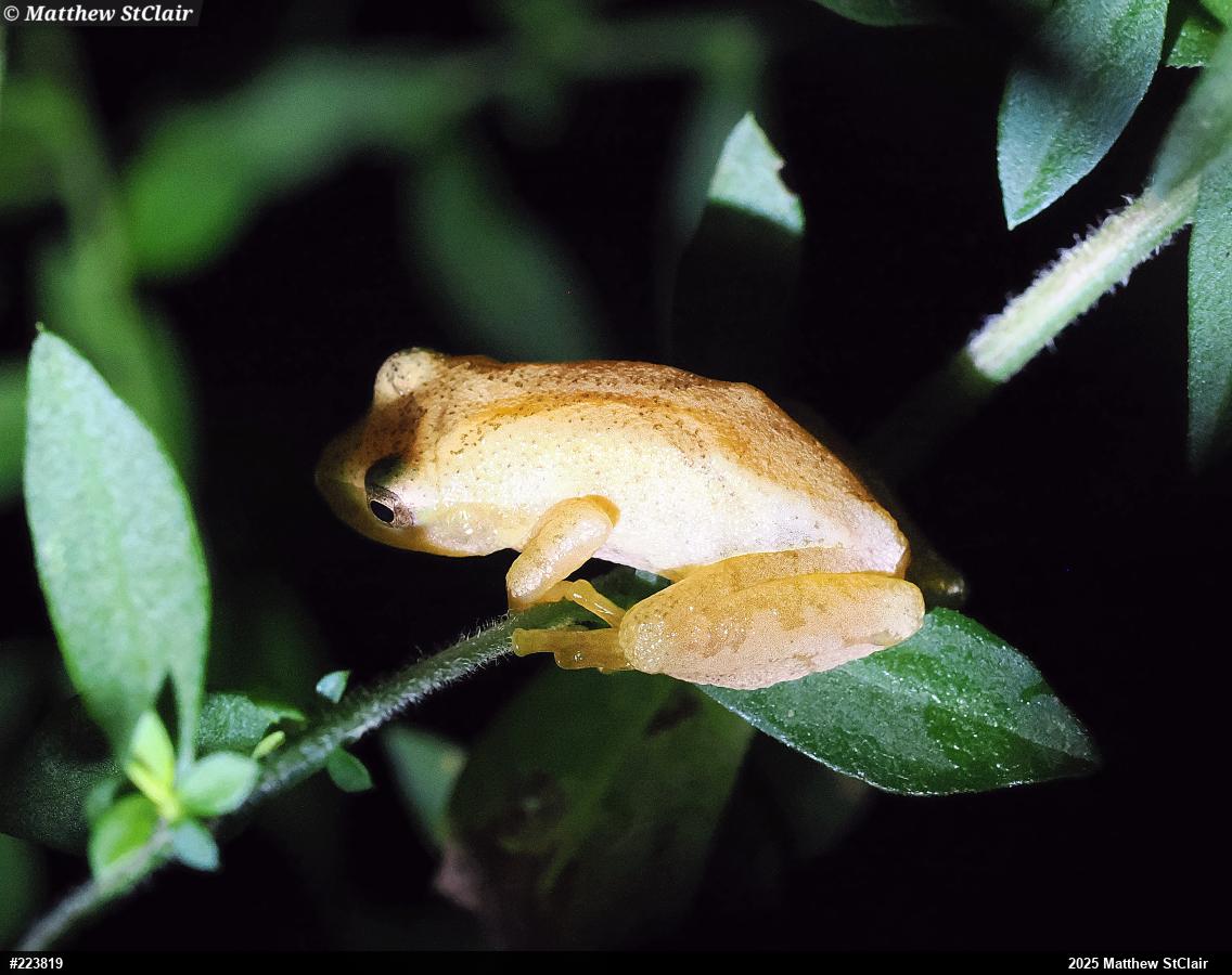 Spring Peeper