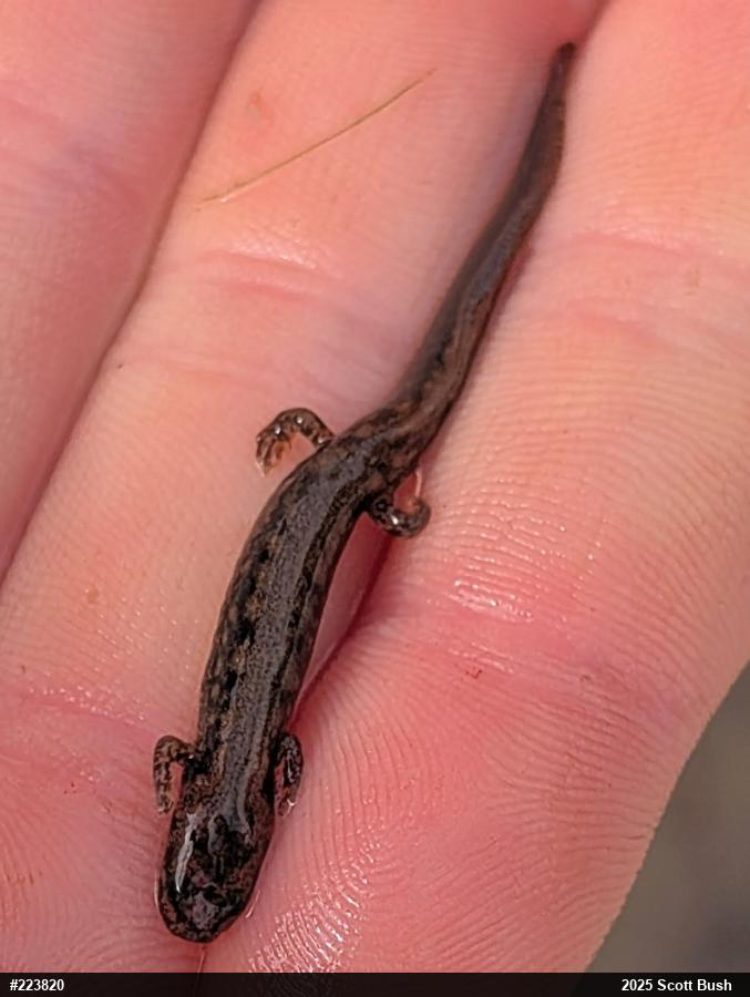 Northern Two-lined Salamander