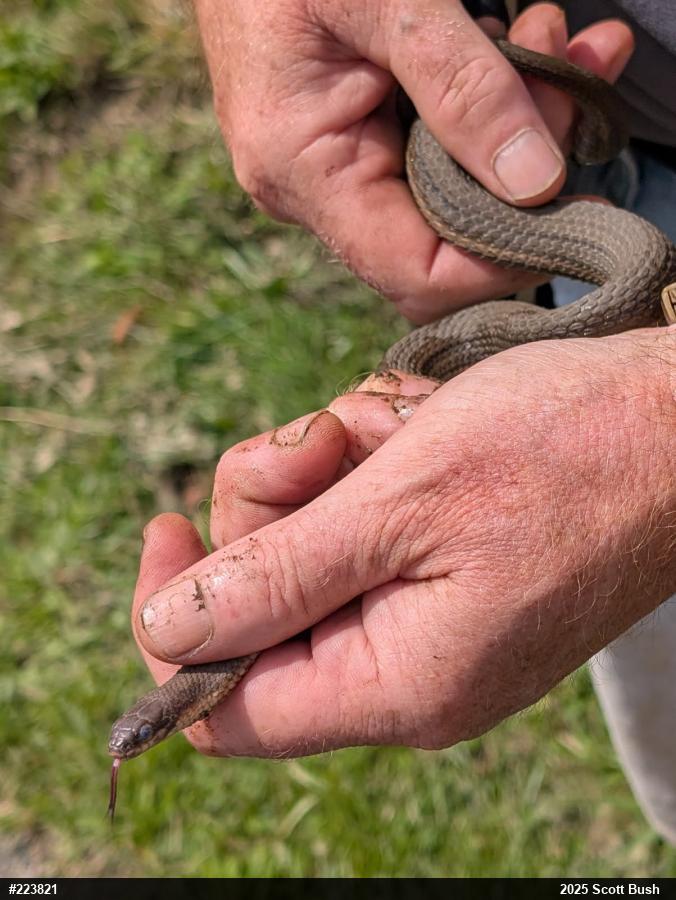 Queensnake