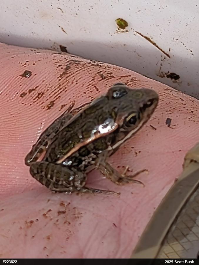 Pickerel Frog