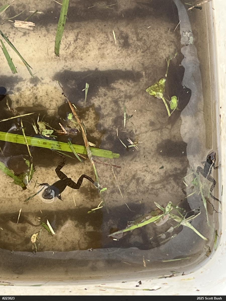 Green Frog