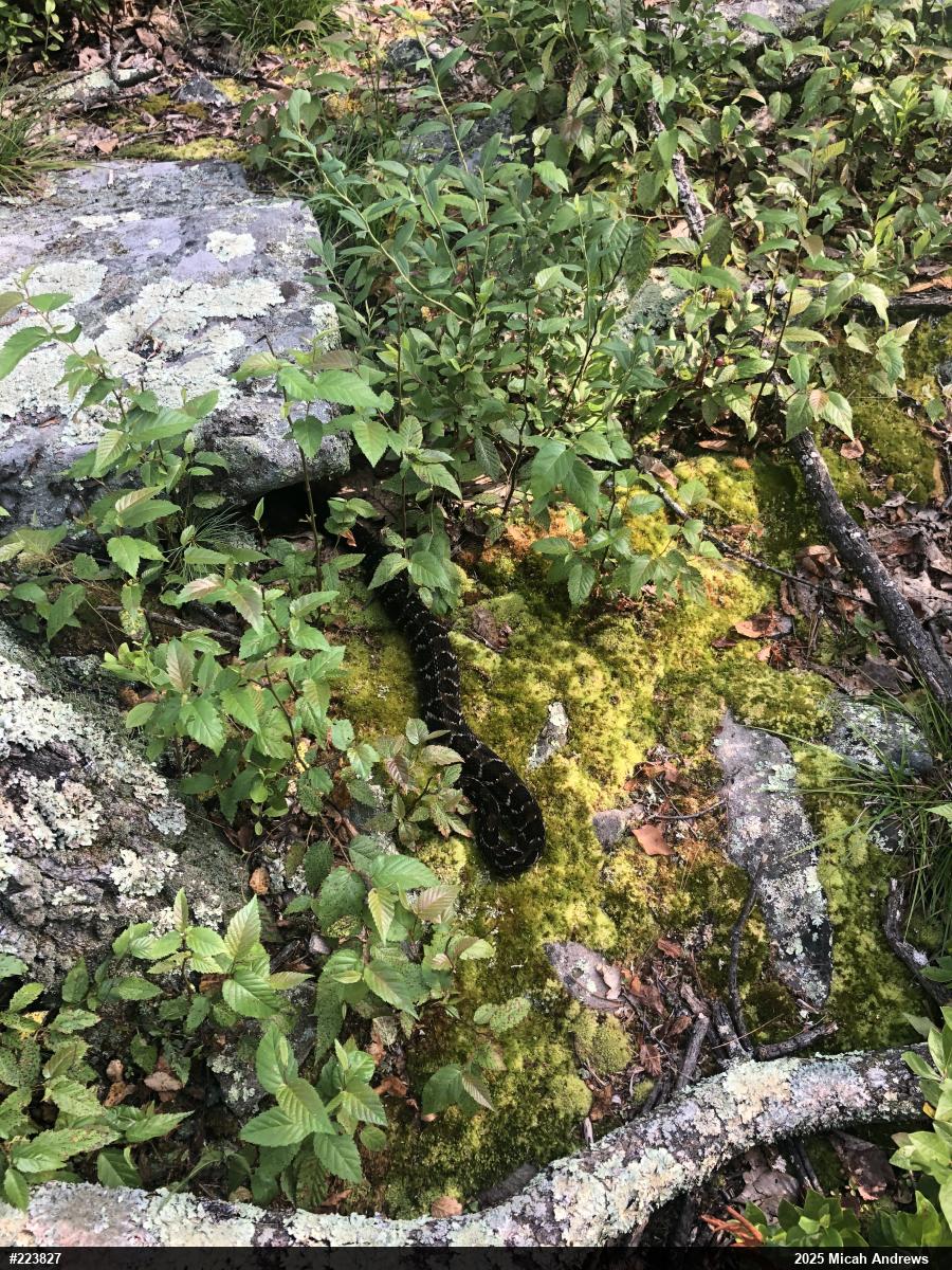 Timber Rattlesnake