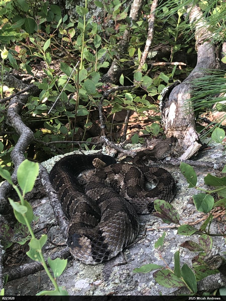 Timber Rattlesnake