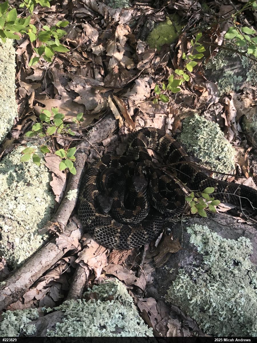 Timber Rattlesnake