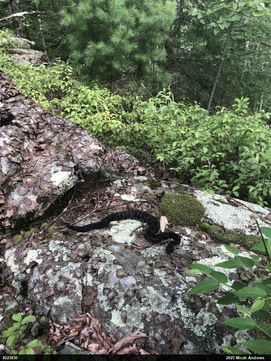 Timber Rattlesnake