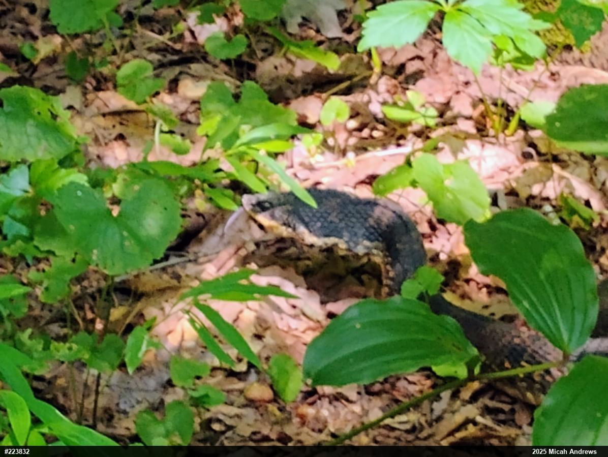 Eastern Hog-nosed Snake