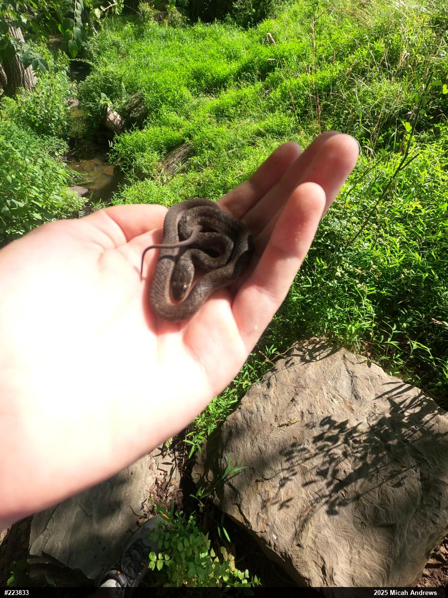 Eastern Gartersnake