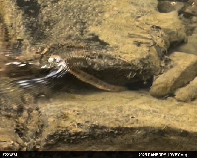 Northern Watersnake